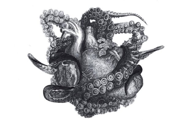 Kraken 24at