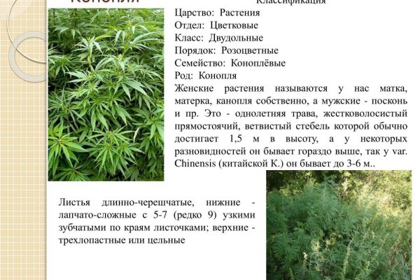 Kraken12 at сайт