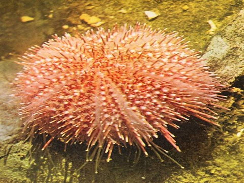 Kraken tor onion зеркало